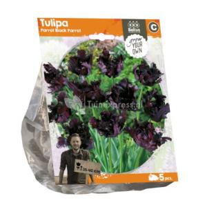 Baltus Tulipa Parrot Black Parrot tulpen bloembollen per 5 stuks